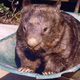 Patrick when he was at his fattest (Trek Earth)